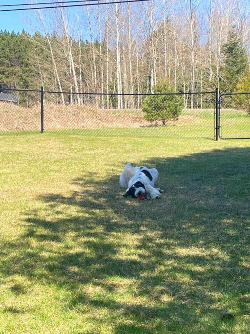 Private Cottage With Huge Private Dog Park! Barrys Bay 外观 照片